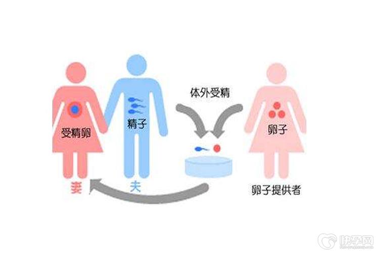 供卵的卵子来源是哪里来的(卵子供应链:供卵的卵子来源是哪里来的?)